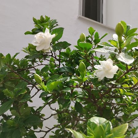 Apartamento Η Ελπίδα Και Η Γιάννα Ξεκίνησαν Ένα Χώρο Cute Volos Exterior foto